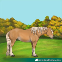 Horse Color:Palomino
