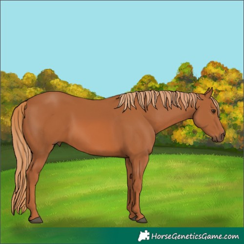 Horse Color:Chestnut 