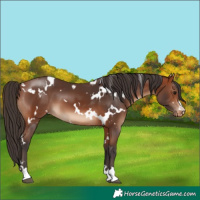 Horse Color:White Spotted Bay Appaloosa