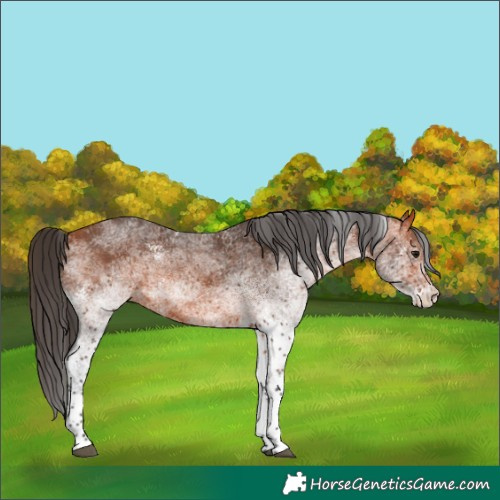 Horse Color:White Spotted Bay Tobiano 