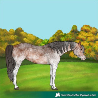 Horse Color:White Spotted Bay Tobiano