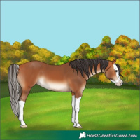 Horse Color:Bay Splash