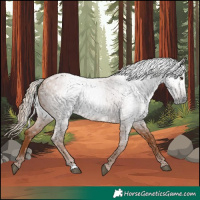 Horse Color:Gray Red Roan 