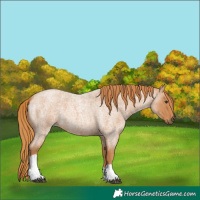Horse Color:Red Roan Tobiano 