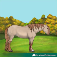 Horse Color:Red Dun 