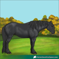 Horse Color:Black 