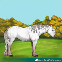 Horse Color:Gray Chestnut Near Leopard 
