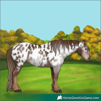 Horse Color:Gray Chestnut Appaloosa 