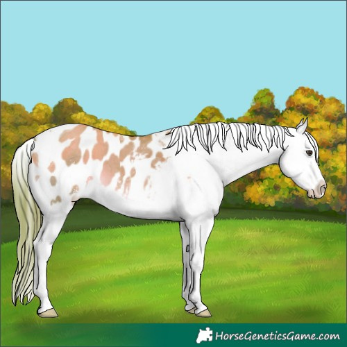 Horse Color:Watercolor Liver Red Dun Sabino Splash Tobiano Blanket