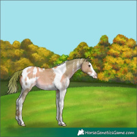 Horse Color:Watercolor Liver Red Dun Sabino Splash Tobiano Appaloosa 