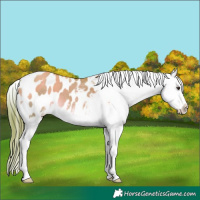 Horse Color:Watercolor Liver Red Dun Sabino Splash Tobiano Appaloosa