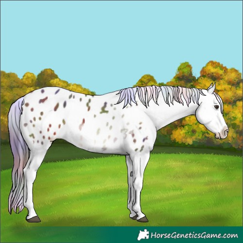 Horse Color:Nacre Liver Chestnut Sabino Tobiano Blanket