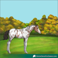 Horse Color:Bay Sabino Tobiano Near Leopard