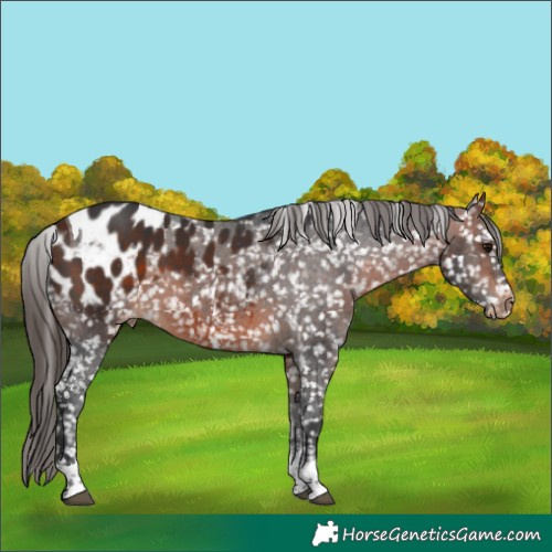 Horse Color:Bay Sabino Tobiano Appaloosa Rabicano 