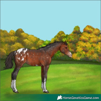 Horse Color:Bay Sabino Tobiano Appaloosa 