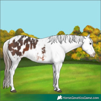 Horse Color:Bay Sabino Tobiano Blanket