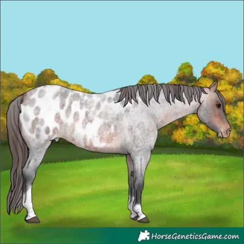 Horse Color:Bay Roan Tobiano Appaloosa Rabicano 