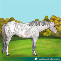 Horse Color:Bay Roan Tobiano Appaloosa Rabicano