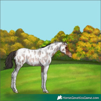 Horse Color:Bay Roan Tobiano Appaloosa Rabicano