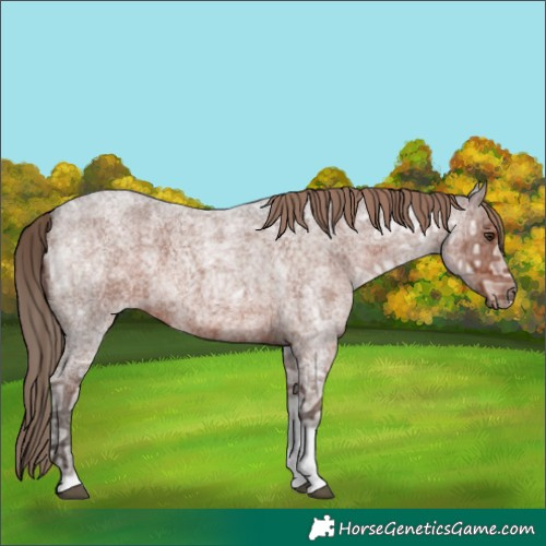 Horse Color:Liver Red Ice Roan 