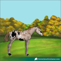 Horse Color:Black Ice Pearl Frame Blanket 