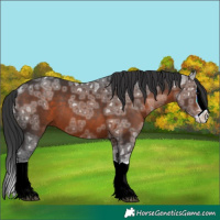 Horse Color:Brown Ice Splash