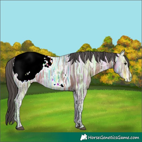 Horse Color:Brown Ice Appaloosa