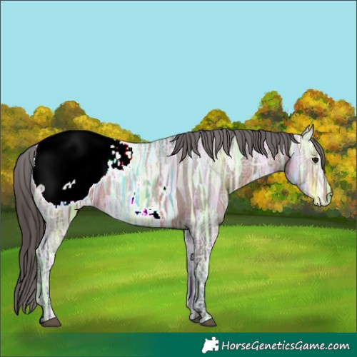Horse Color:Brown Ice Appaloosa 