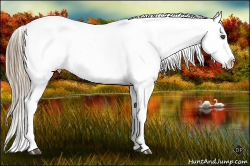 Horse Color:Liver Chestnut Appaloosa 
