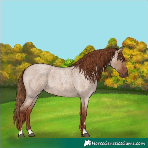 Horse Color:Red Dun Roan 