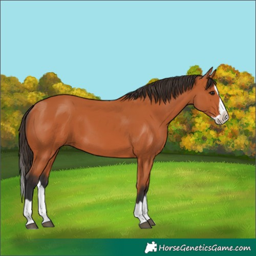 Horse Color:Bay Splash 