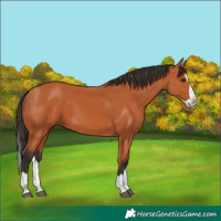 Horse Color:Bay Splash