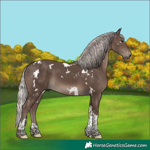 Horse Color:White Spotted Silver Black Tobiano 