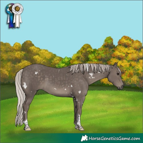 Horse Color:White Spotted Silver Black Tobiano 