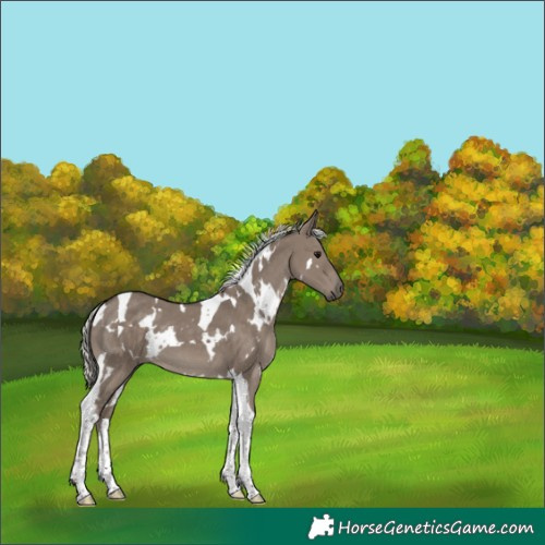 Horse Color:White Spotted Silver Grullo Tobiano 