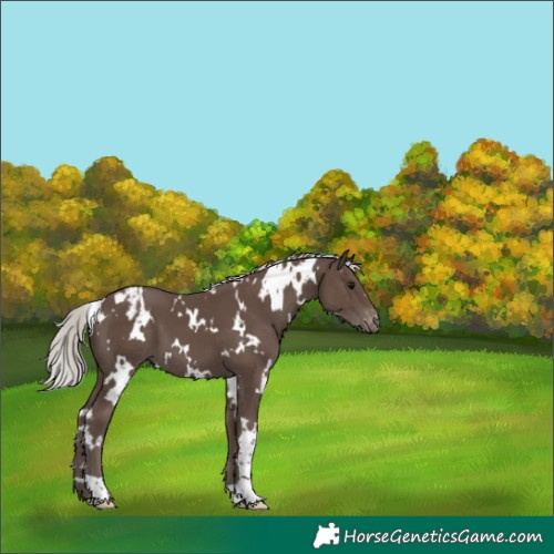 Horse Color:White Spotted Silver Black Varnish 