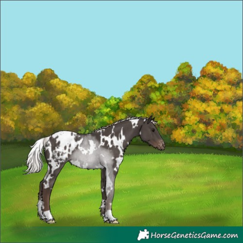 Horse Color:White Spotted Silver Black Blanket 