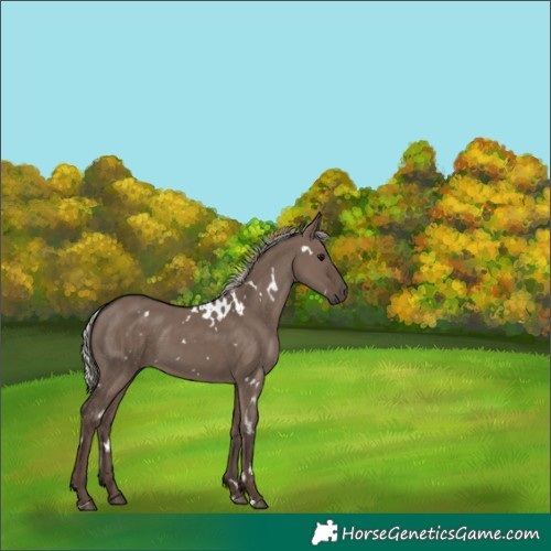 Horse Color:White Spotted Silver Grullo 