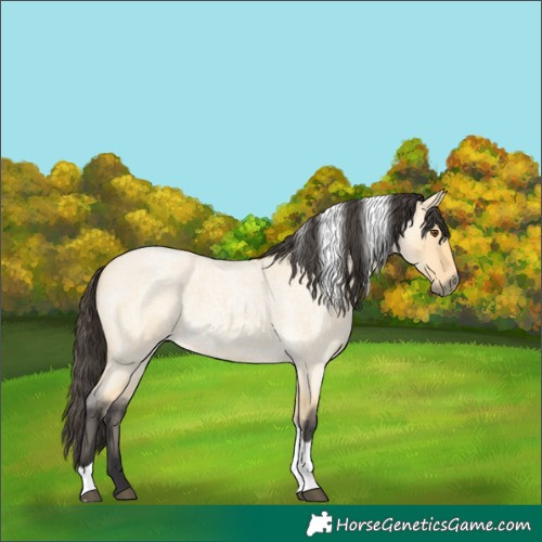 Horse Color:Buckskin Roan Dun Tobiano 