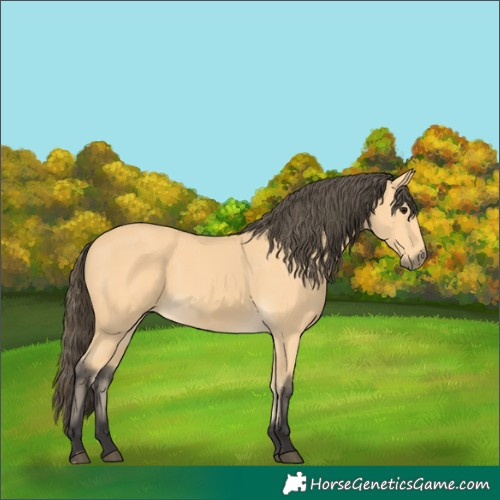 Horse Color:Buckskin 