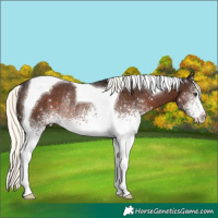 Horse Color:White Spotted Liver Chestnut Mushroom Tobiano Rabicano