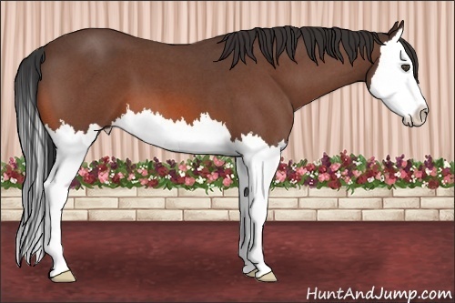 Horse Color:Bay Roan Splash 