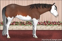 Horse Color:Bay Roan Splash