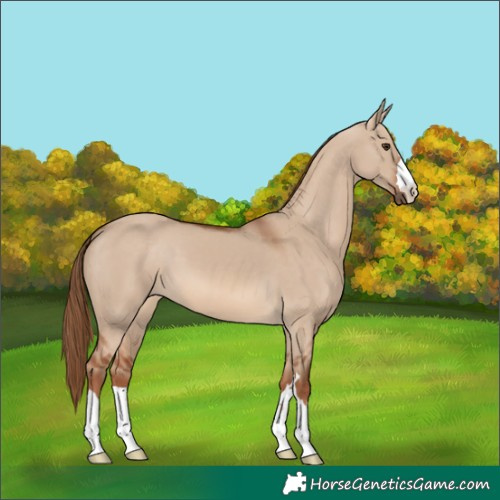Horse Color:Red Dun 