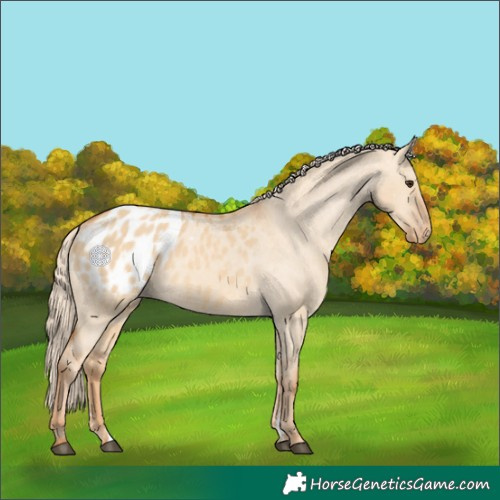 Horse Color:Red Dun Appaloosa 