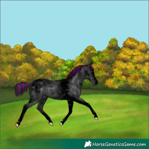 Horse Color:Void Painted Black Tobiano 
