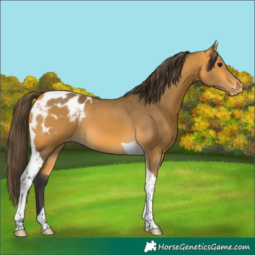 Horse Color:Buckskin Tobiano Blanket 