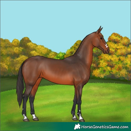 Horse Color:Bay 