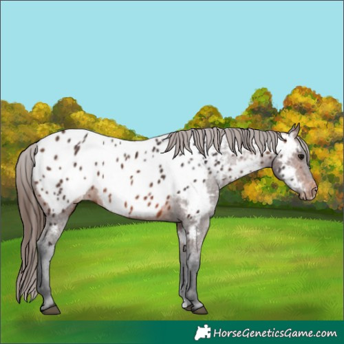 Horse Color:Brown Appaloosa 