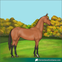 Horse Color:Bay 